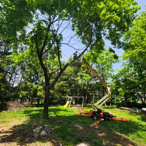 tree removal during