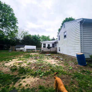 tree removal after